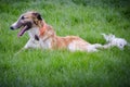 Lying Gold and White Borzoi III